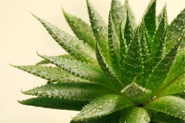 was macht aloe vera für das gesicht Himalaya Aloe Vera Feuchtigkeitsgel Gesicht & Körper