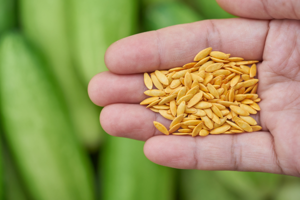 How to Grow and Maintain Cucumber Plants from Seeds