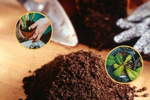Potting Mix vs. Potting Soil