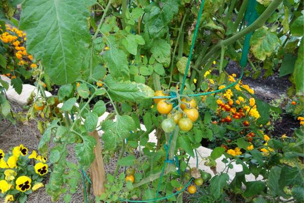 Companion Planting: Which Plants Grow Best Together?