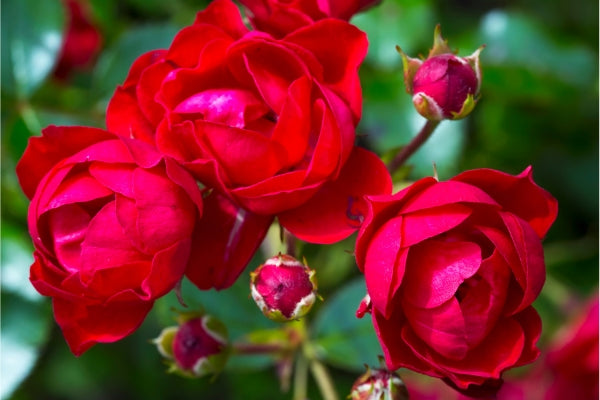 How to Choose the Best Organic Rose Fertilizer for Vibrant Blooms