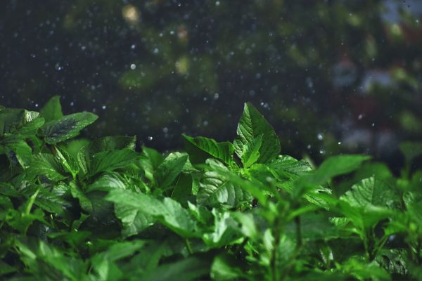 How to Prepare Your Garden for the Monsoon Season in India?