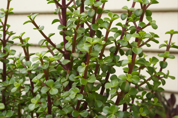 Everything You Need to Know About Jade Plants: Care, Benefits & More