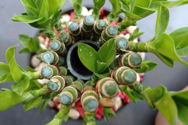 5 Surprising Lucky Bamboo Plant Benefits