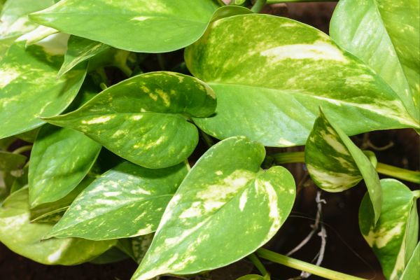 How to Grow a Thriving Money Plant in Water at Home
