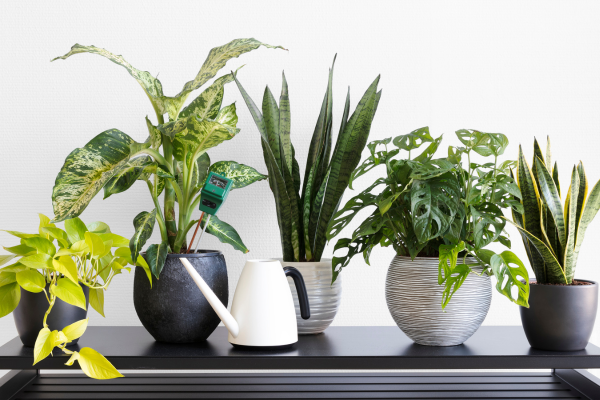 Top Indoor Plants That Donโt Need Sunlight to Flourish