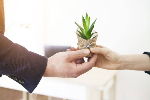 Why Plant Gifts Are the Ideal Choice for Corporate Gifting in 2025