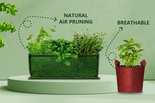 15 Vegetables you can Grow in Grow Bags