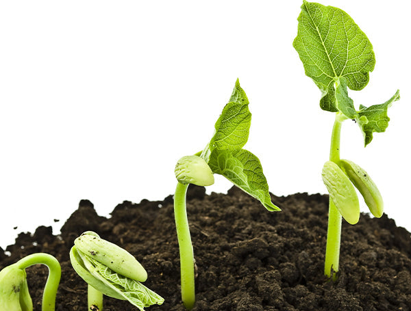 bombay green, grow kit