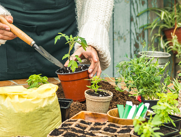 grow kit, diy gardening kit