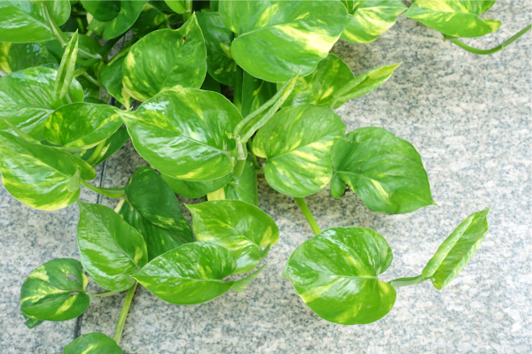 Watering and soil: consistency beats guesswork