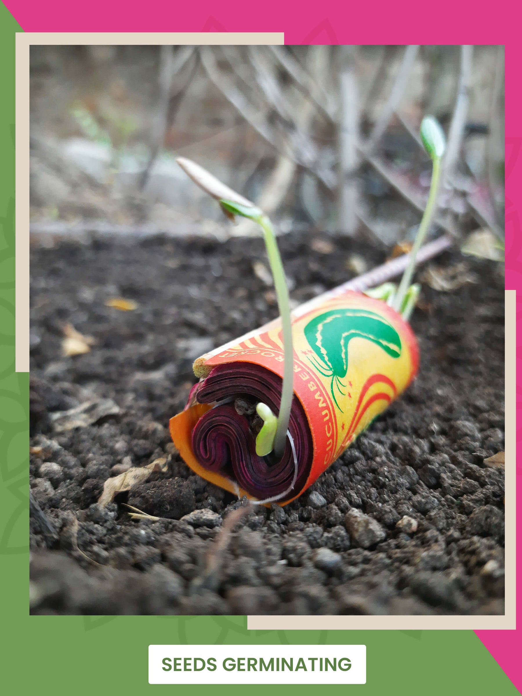 4 in 1 Beej Patakhas - Plantable Cracker Diwali Gift Hamper