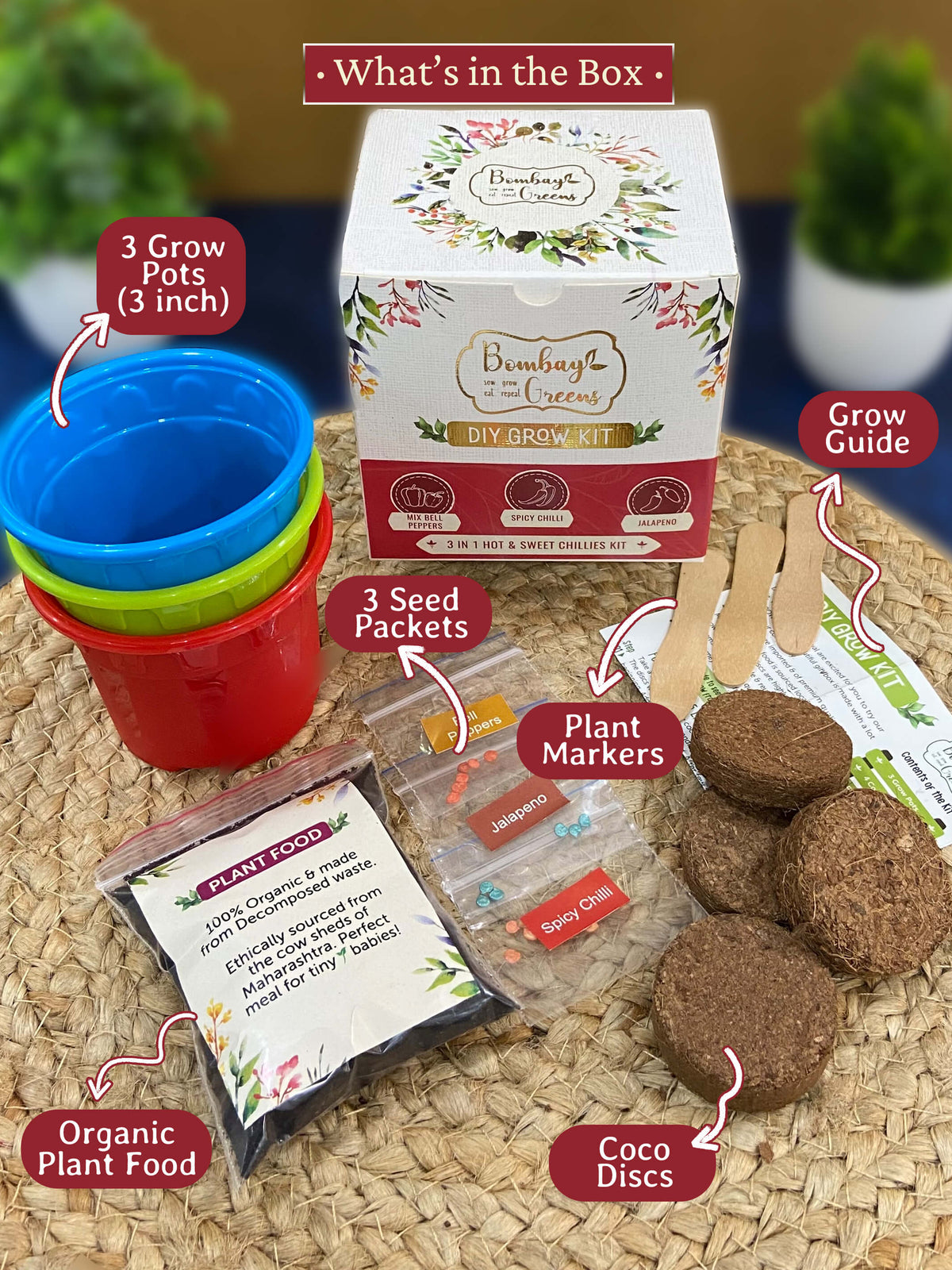 Chillies Kit – Grow Spicy Green, Jalapeno, Bell Peppers