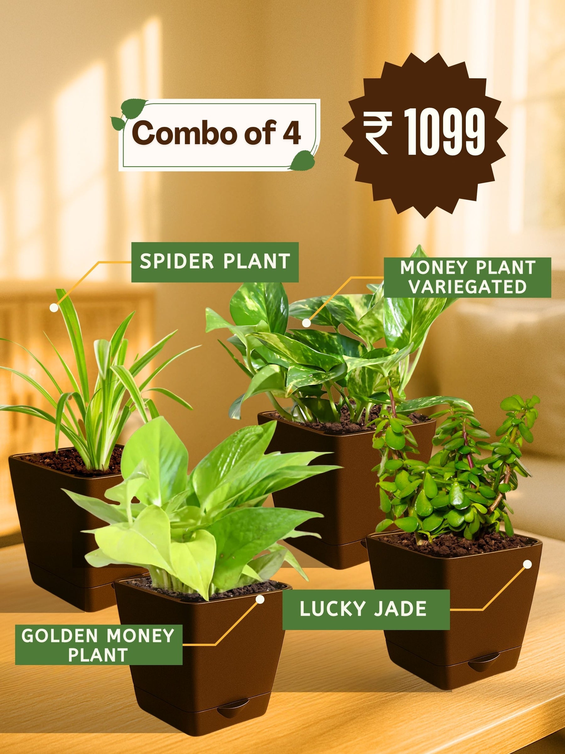 Combo - Money Plant -Jade-Spider-Money Plant (Variegated)