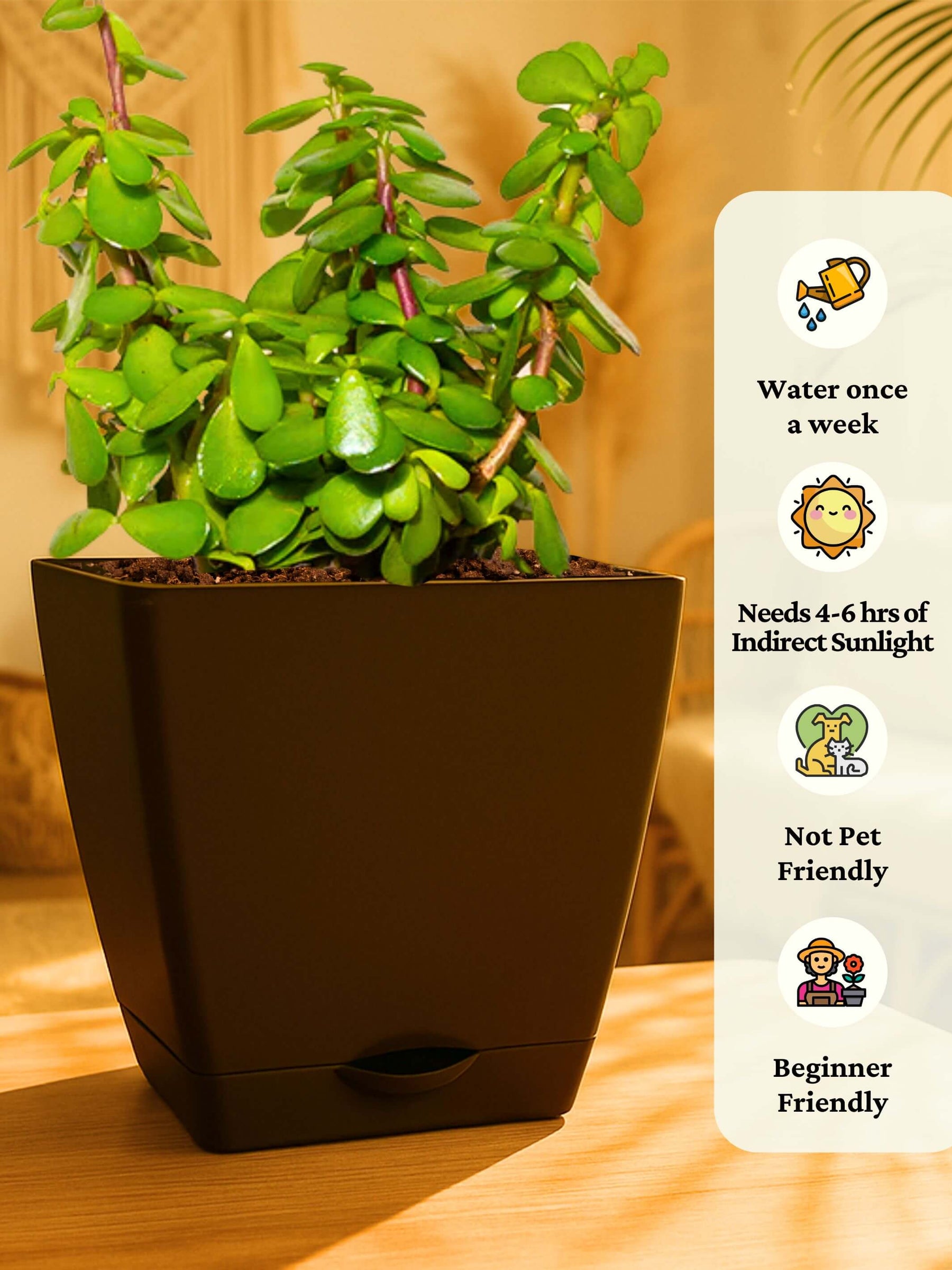 Combo - Money Plant -Jade-Spider-Money Plant (Variegated)