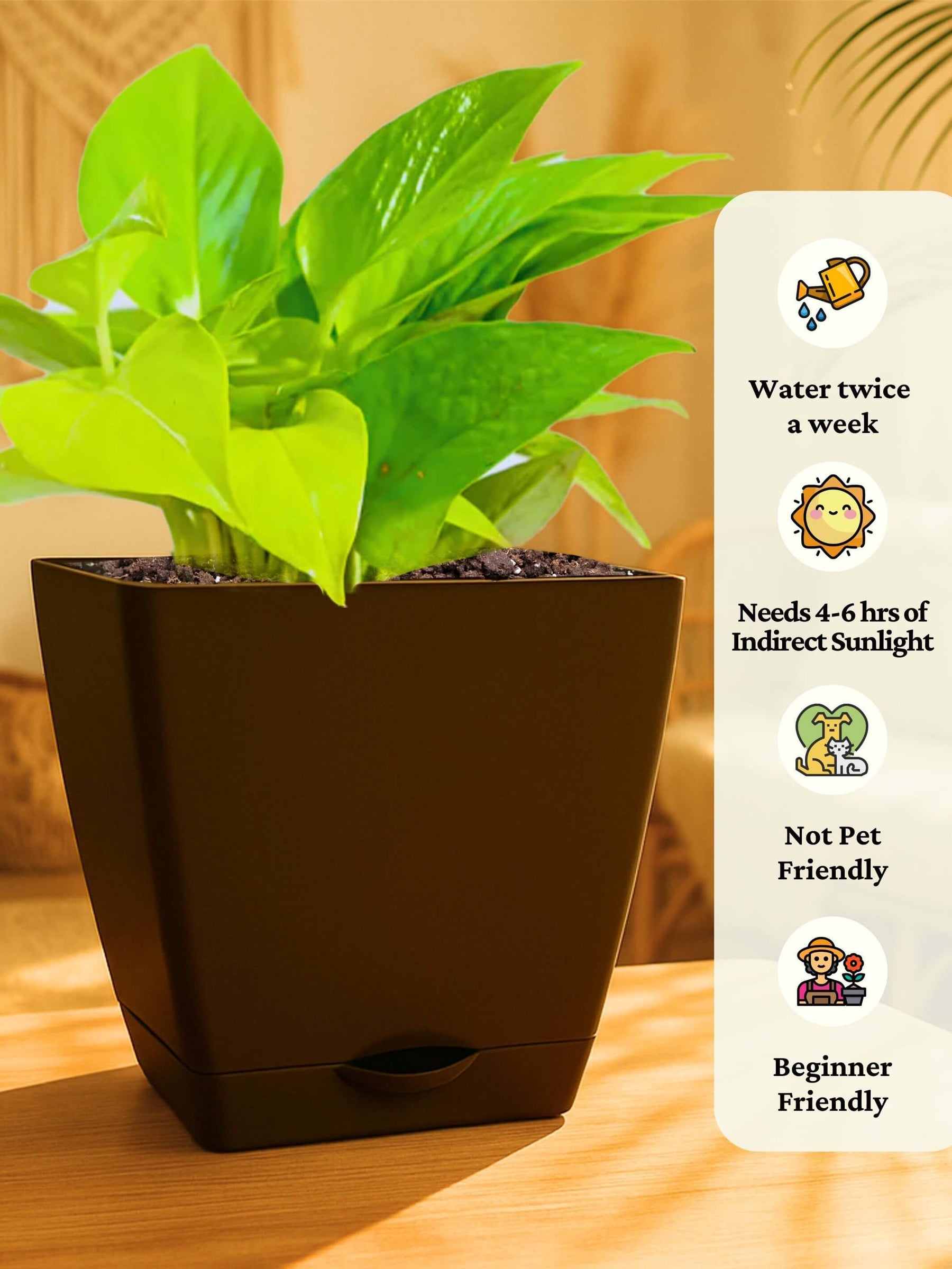 Combo - Money Plant -Jade-Spider-Money Plant (Variegated)