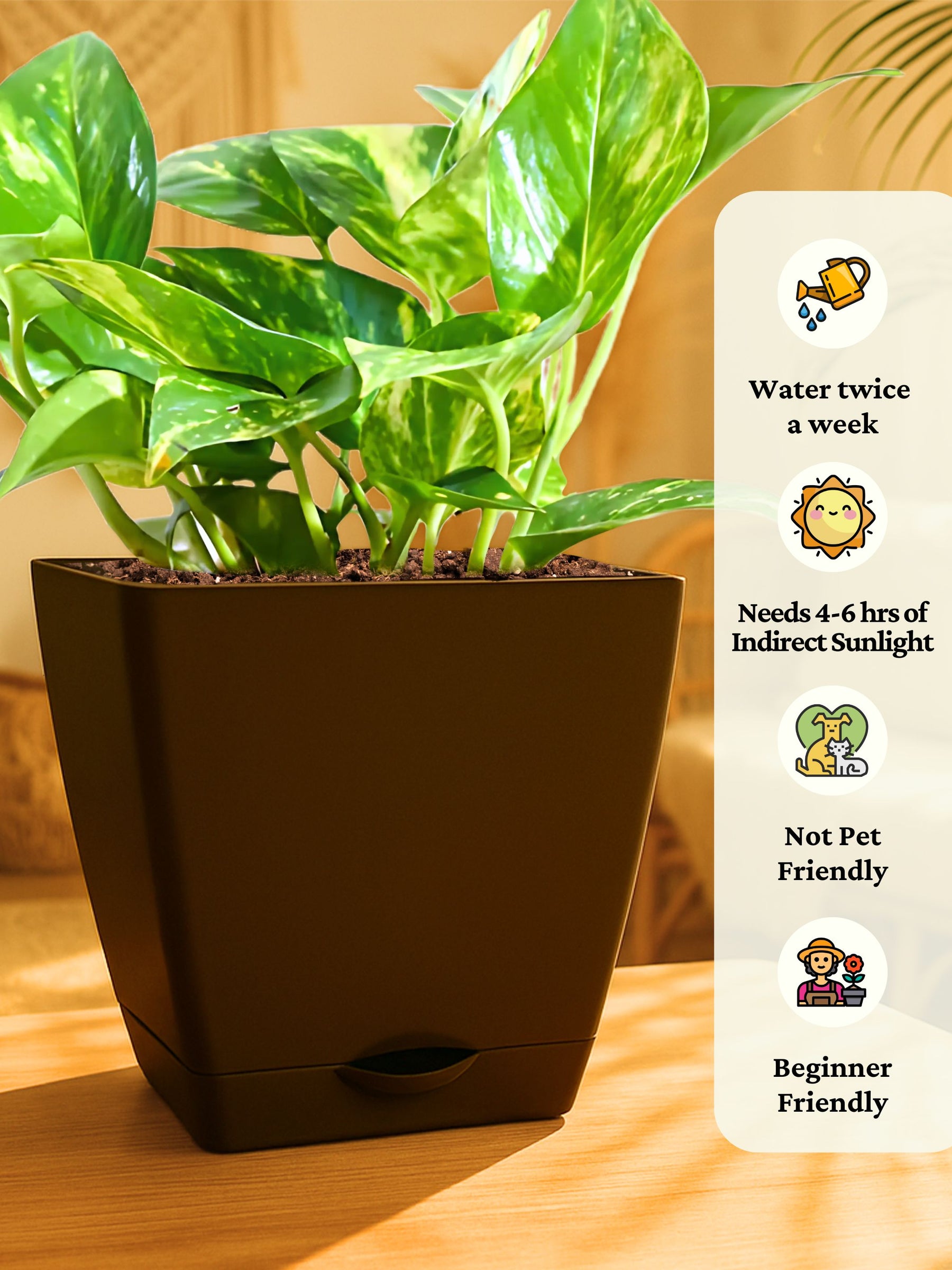Combo - Money Plant -Jade-Spider-Money Plant (Variegated)
