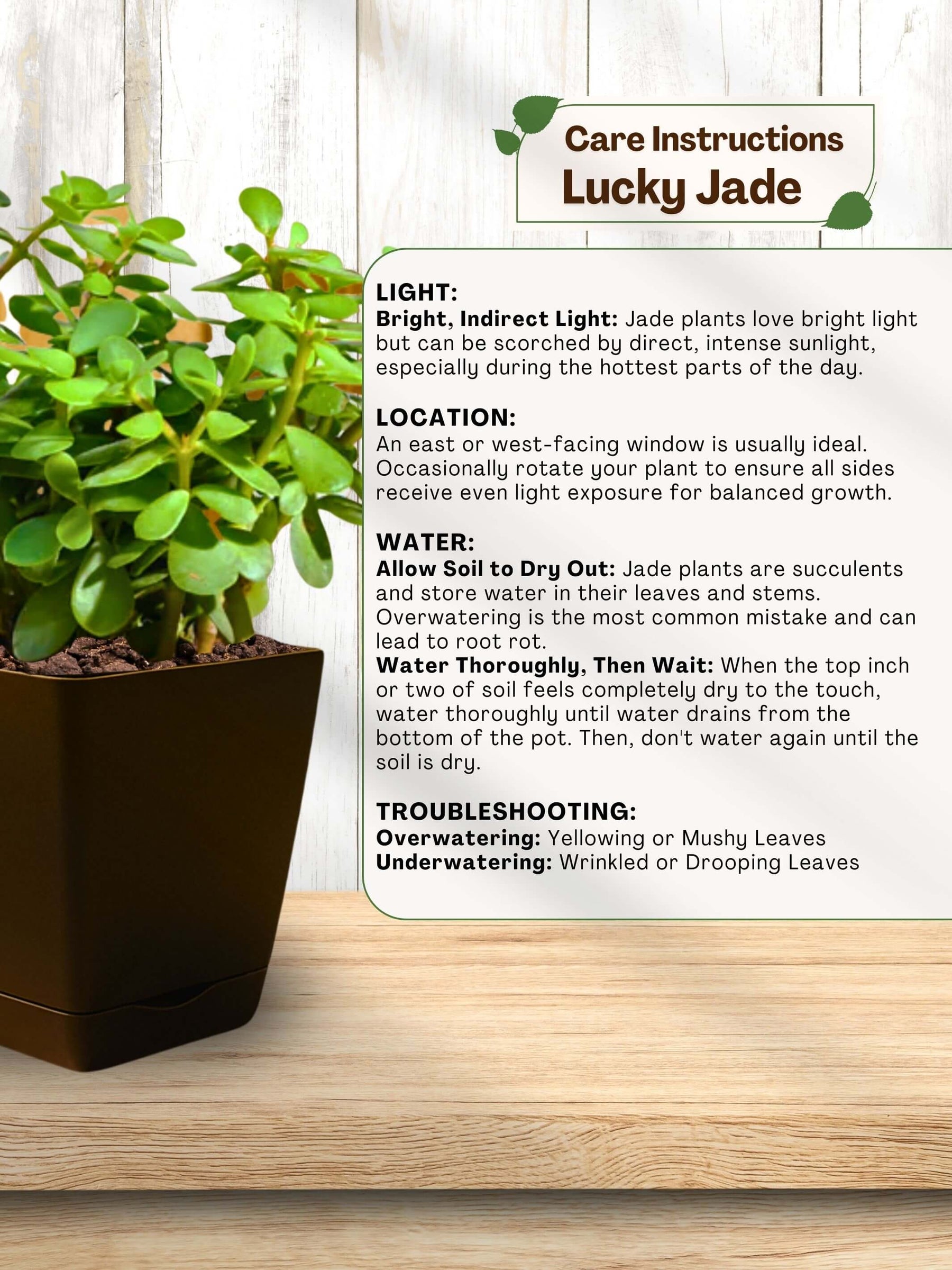 Combo - Money Plant -Jade-Spider-Money Plant (Variegated)