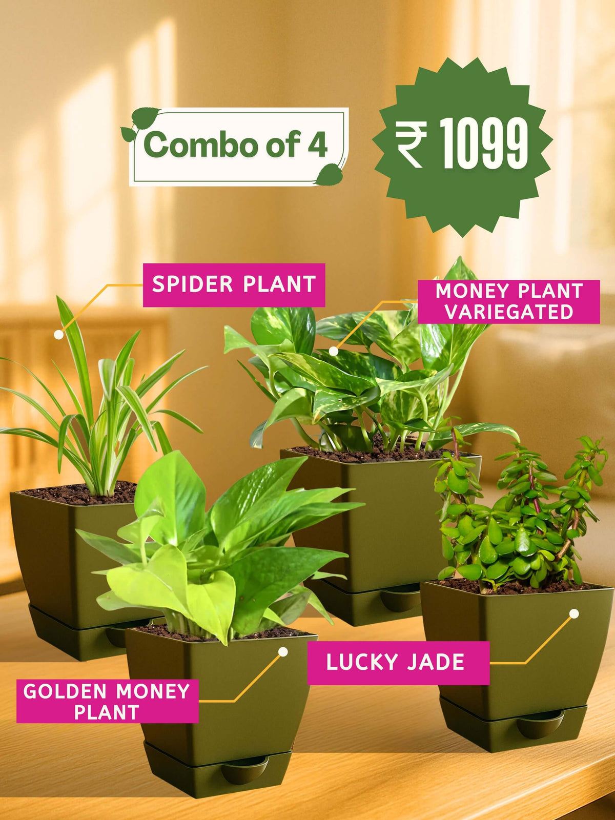 #color_Green Pot
