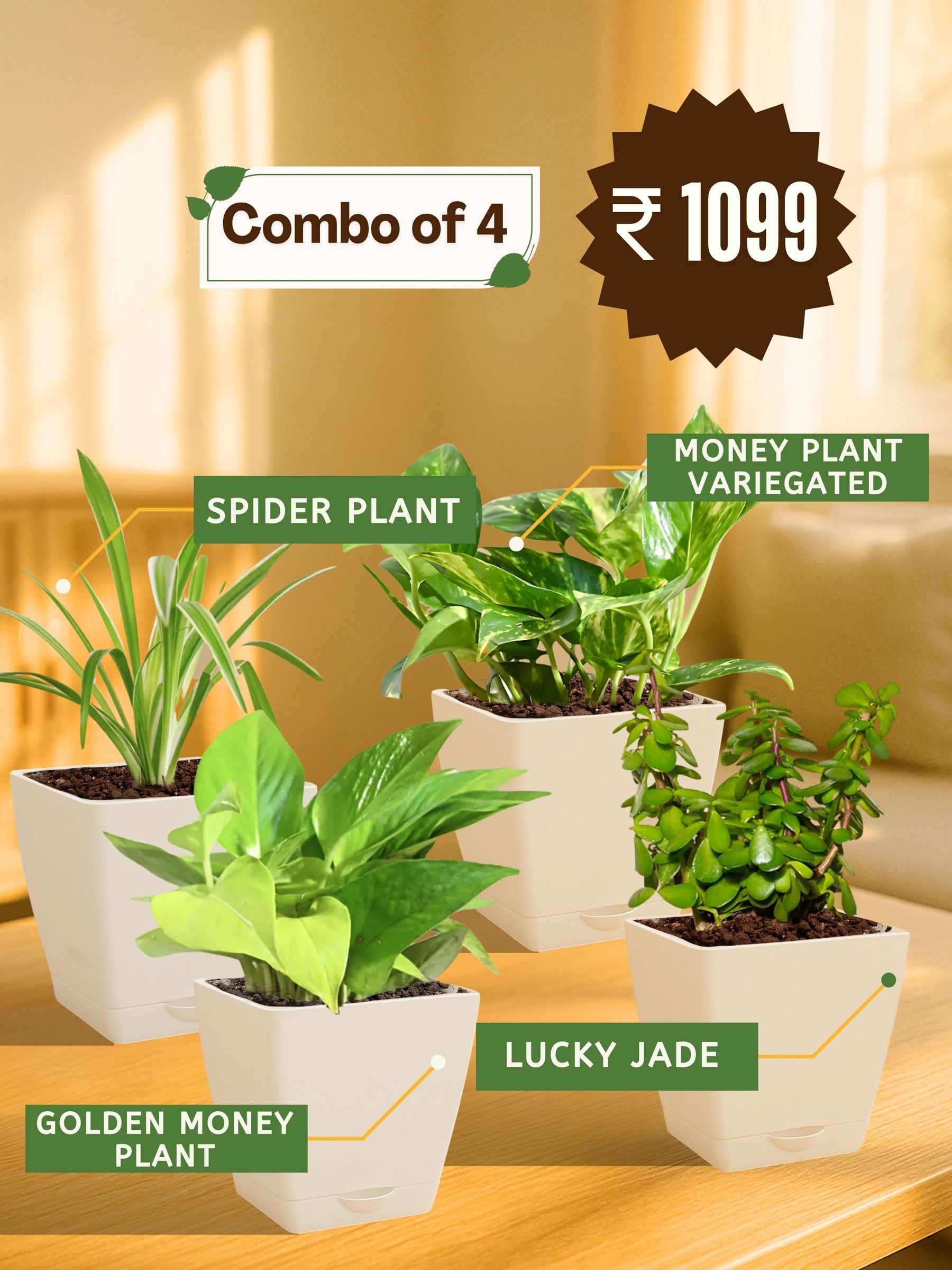 Combo - Money Plant -Jade-Spider-Money Plant (Variegated)