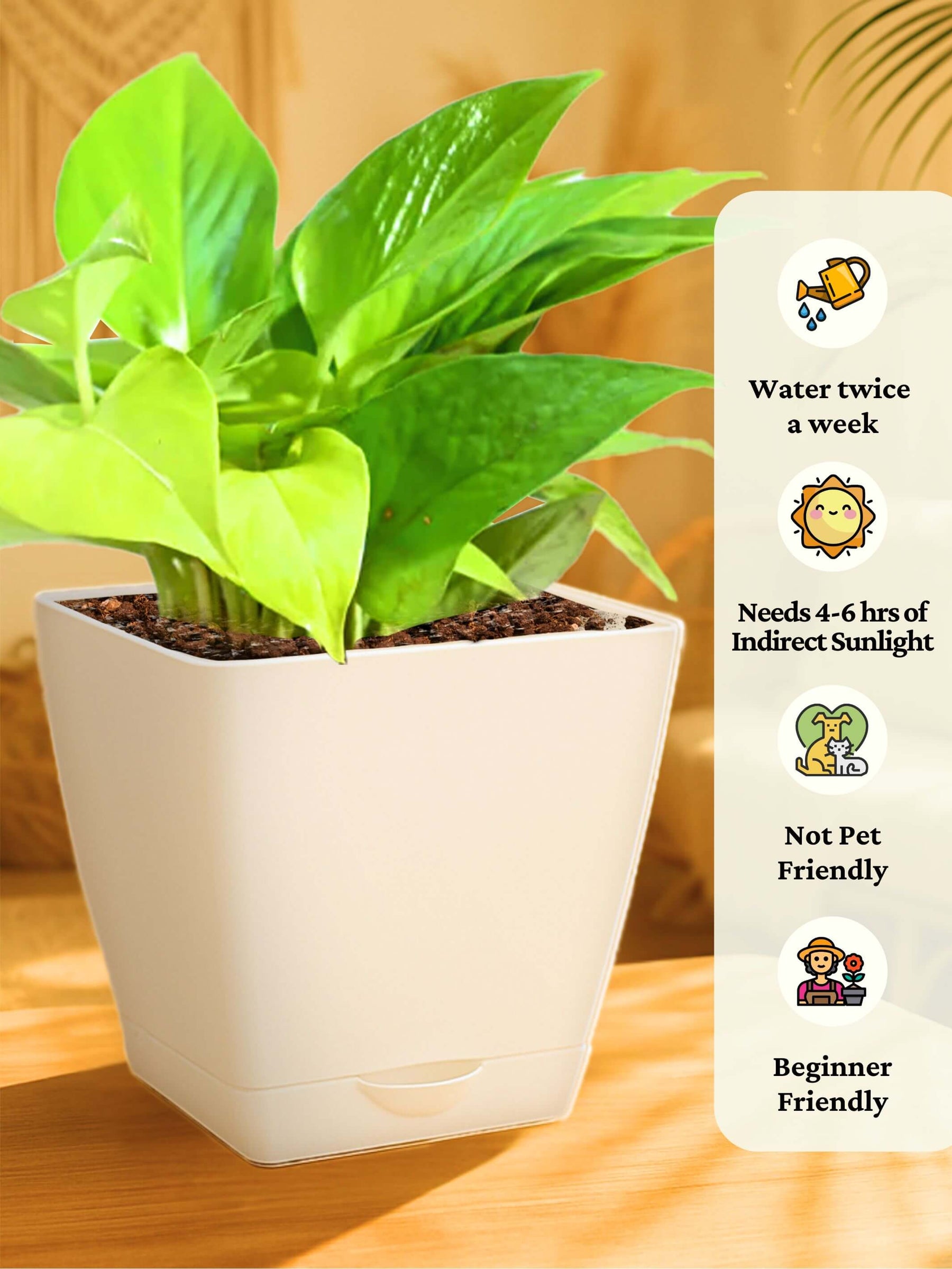 Combo - Money Plant -Jade-Spider-Money Plant (Variegated)