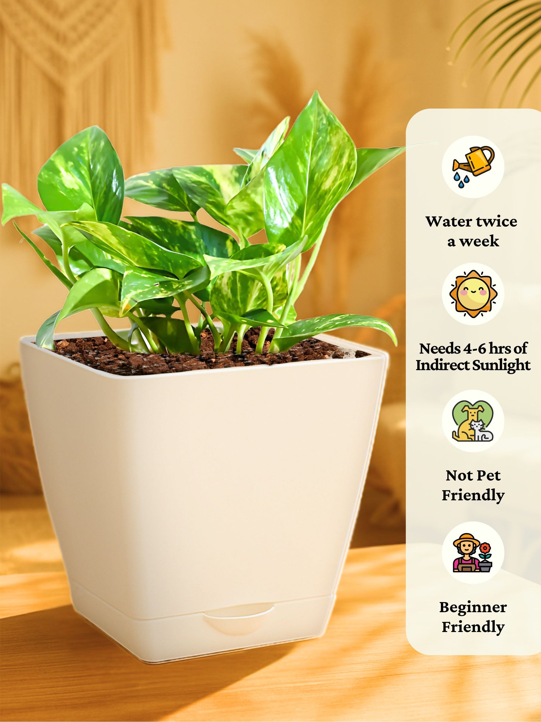 Combo - Money Plant -Jade-Spider-Money Plant (Variegated)
