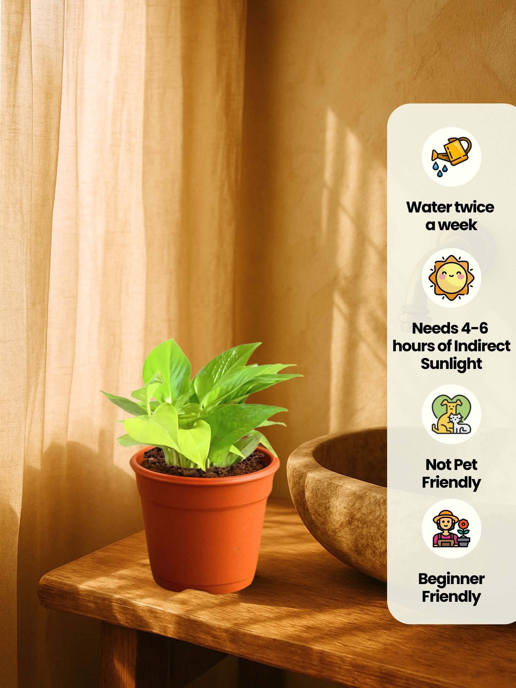 Combo - Money-Jade-Spider Plant
