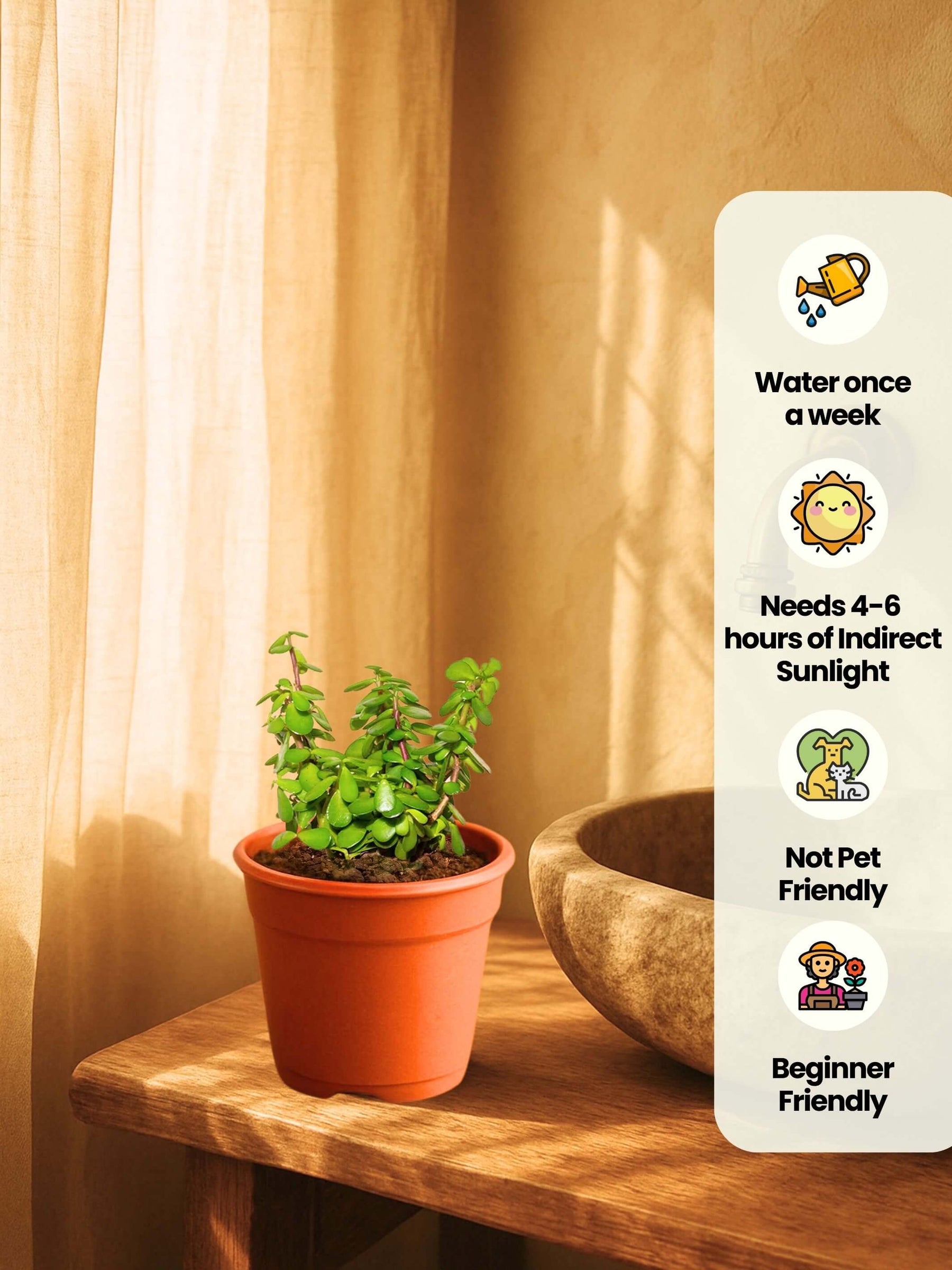 Combo - Money-Jade-Spider Plant