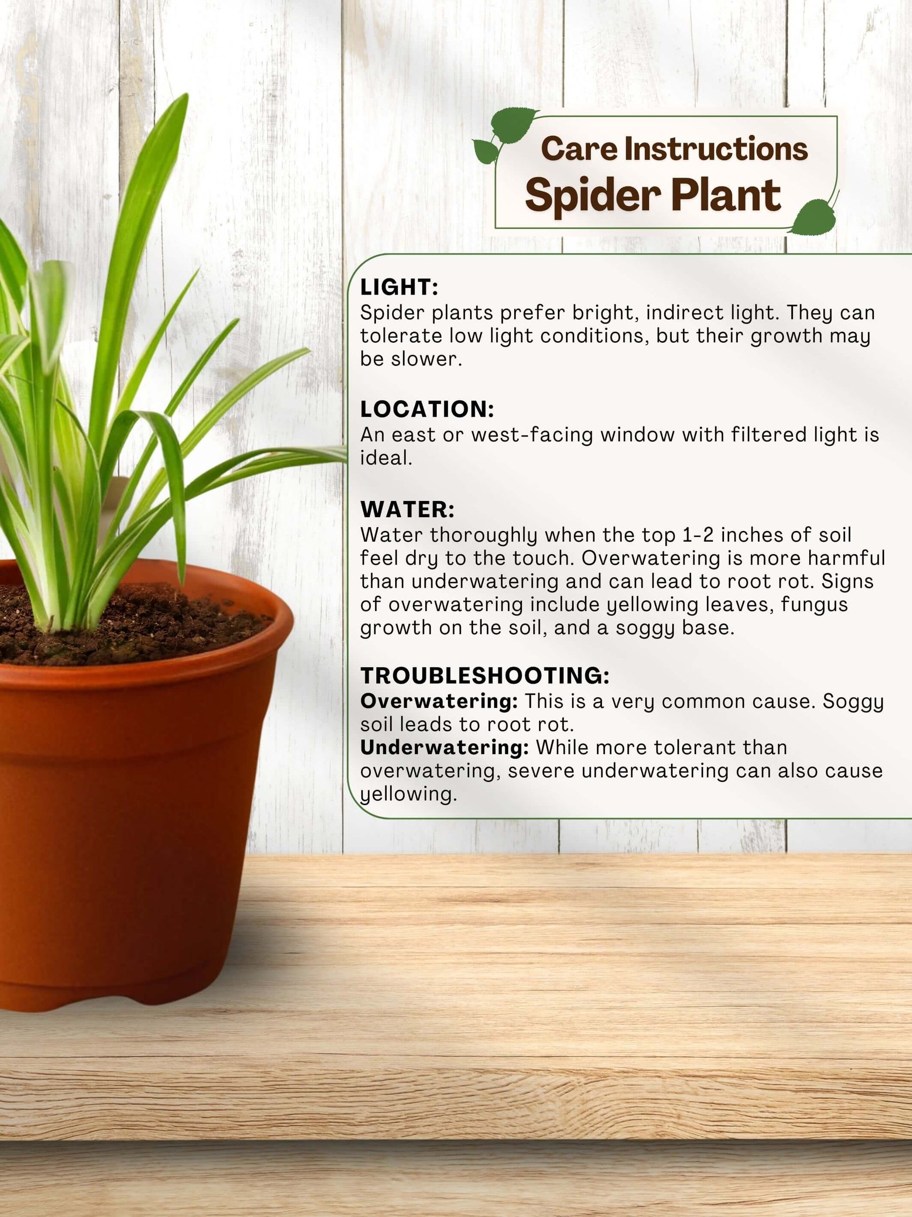 Combo - Money-Jade-Spider Plant