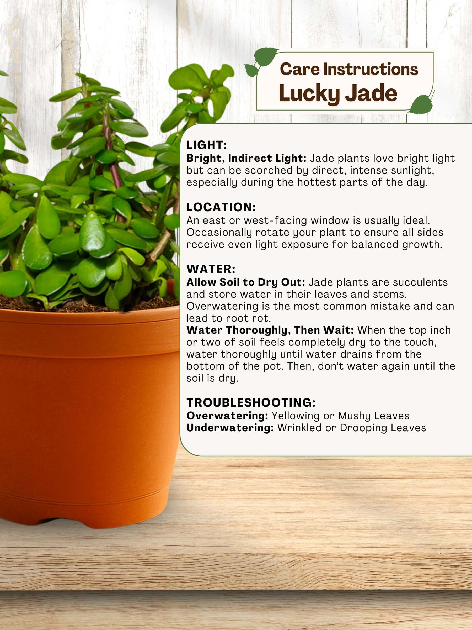 Combo - Money-Jade-Spider Plant