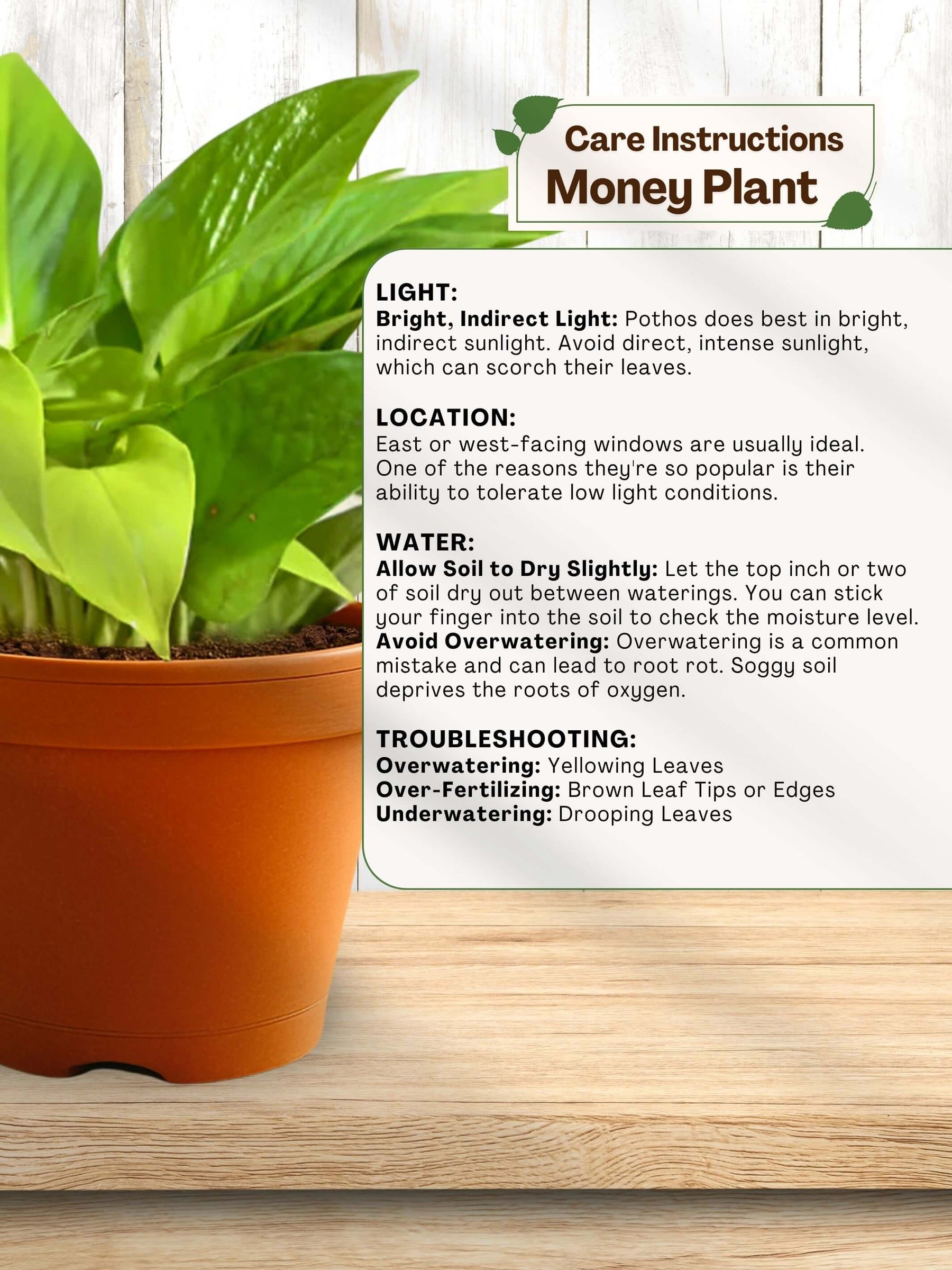 Combo - Money-Jade-Spider Plant
