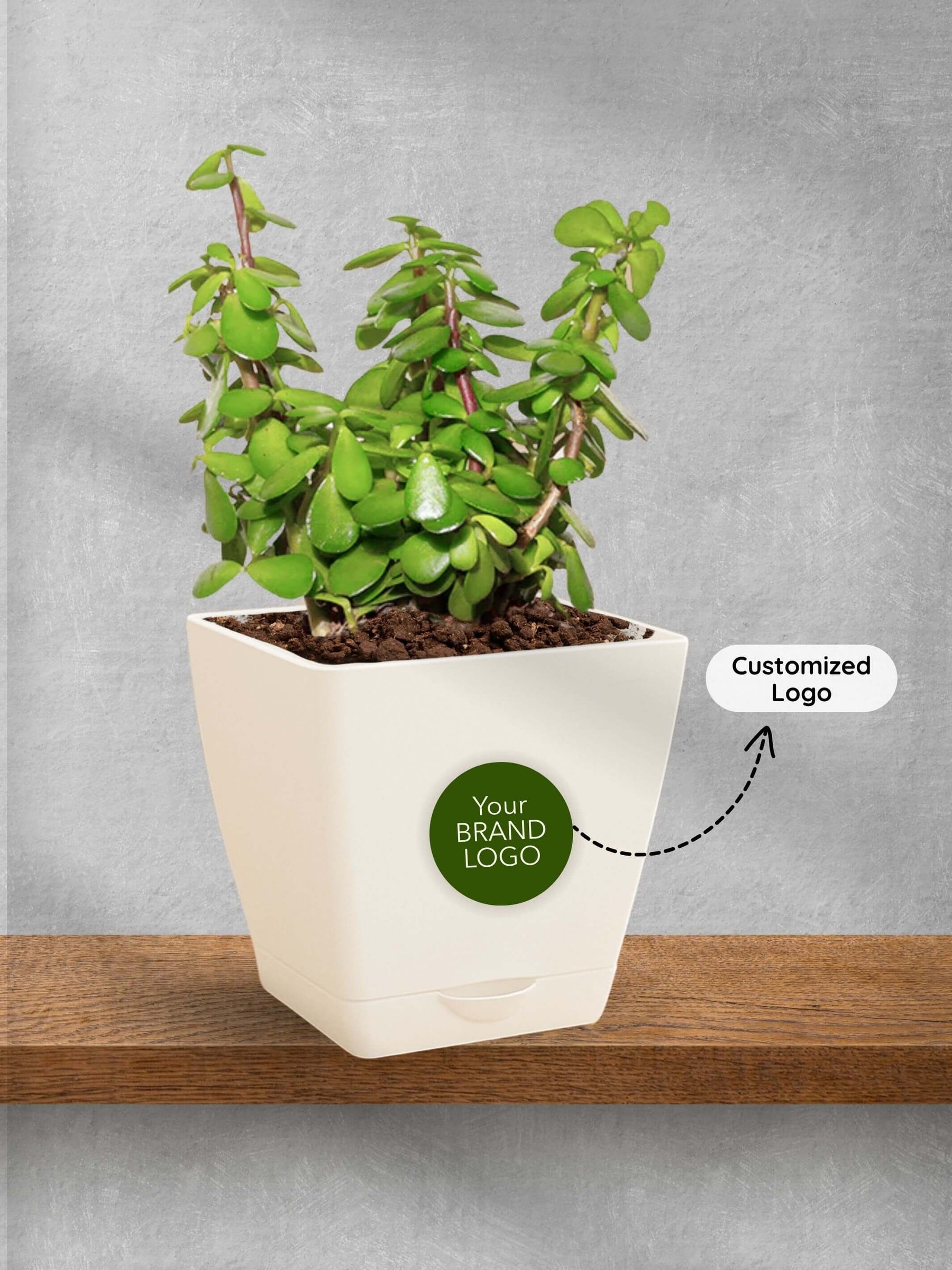 Lucky-Jade-Corporate (Pack of 50)
