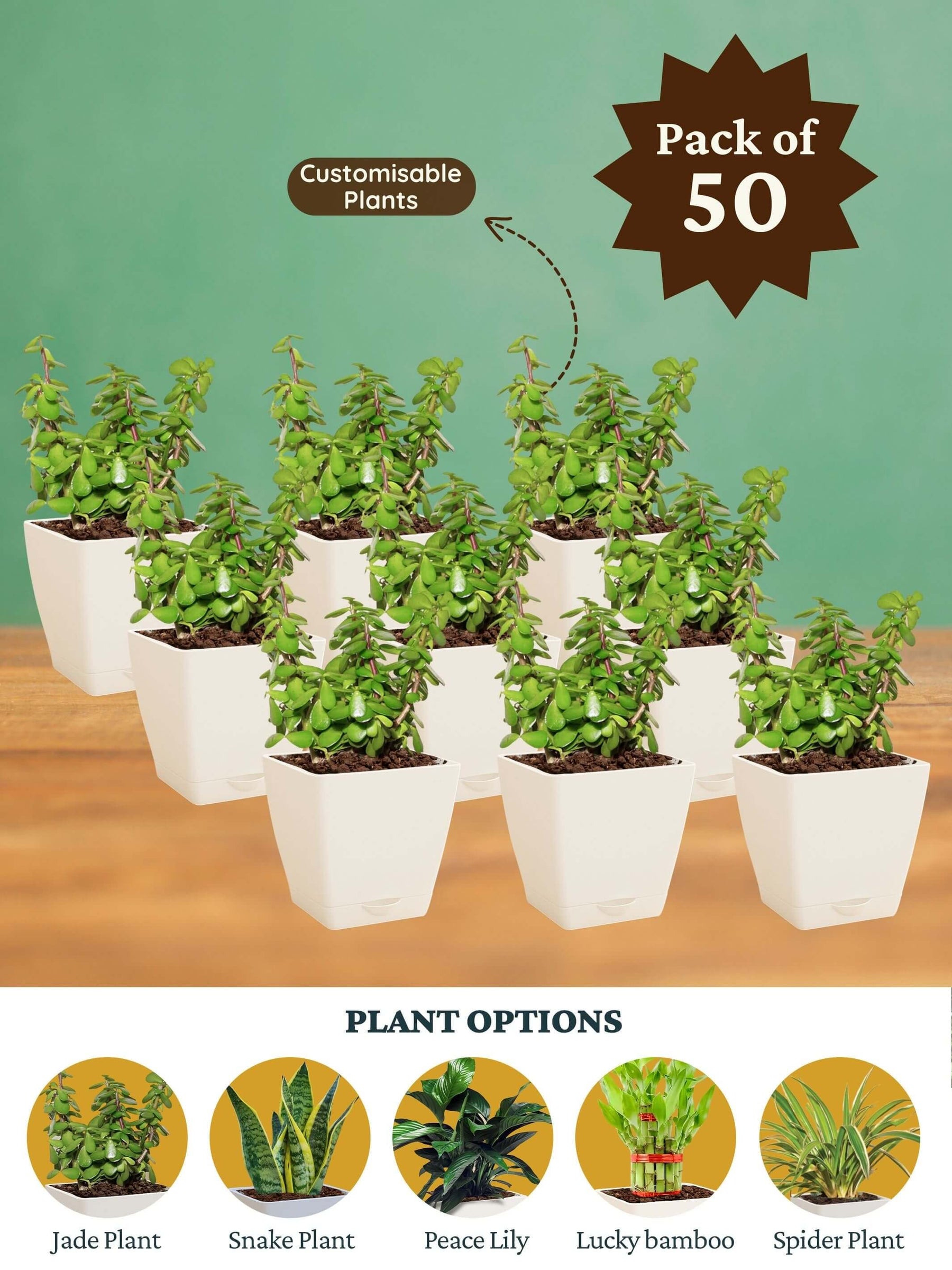 Jade-Diary-Pen - Corporate (Pack of 50)