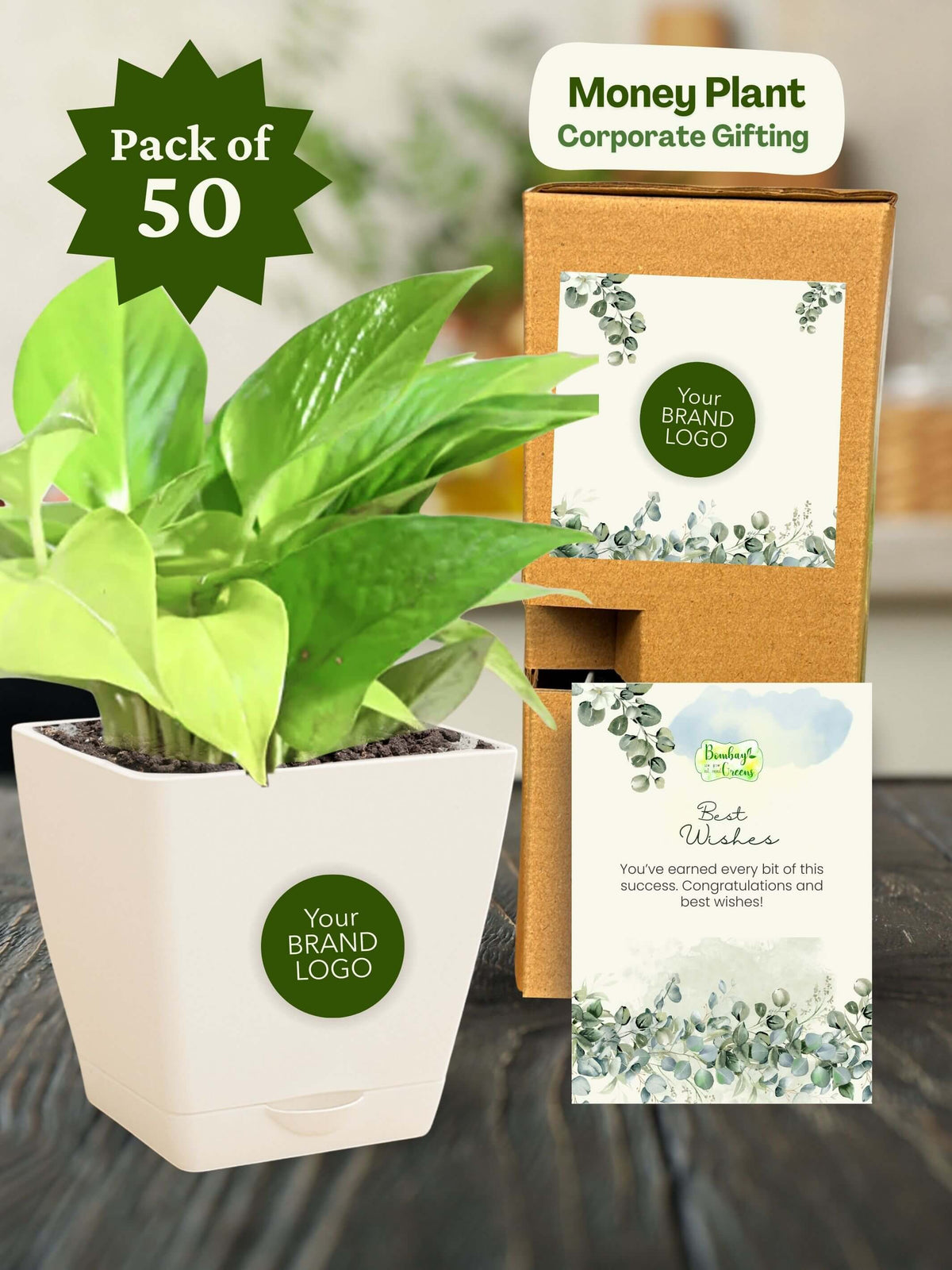 Money-Plant-Corporate (Pack of 50)