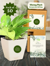 Money-Plant-Corporate (Pack of 50)