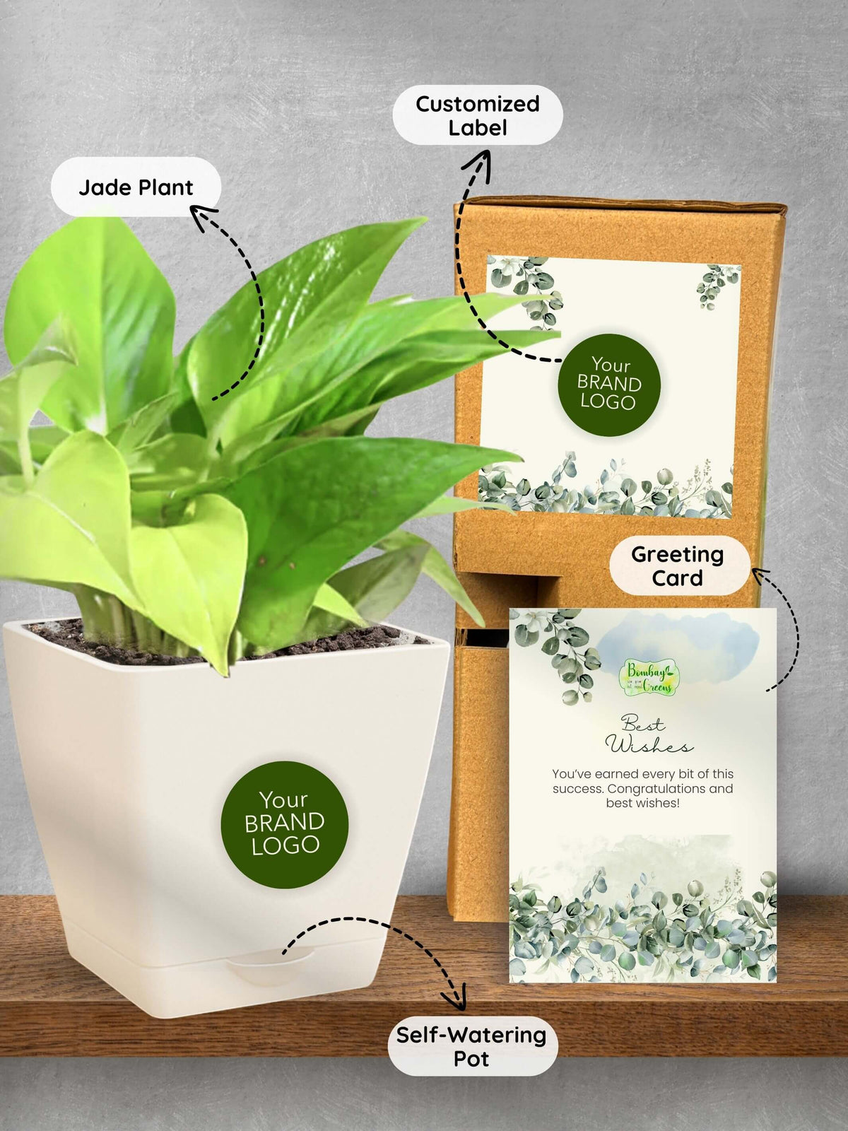 Money-Plant-Corporate (Pack of 50)