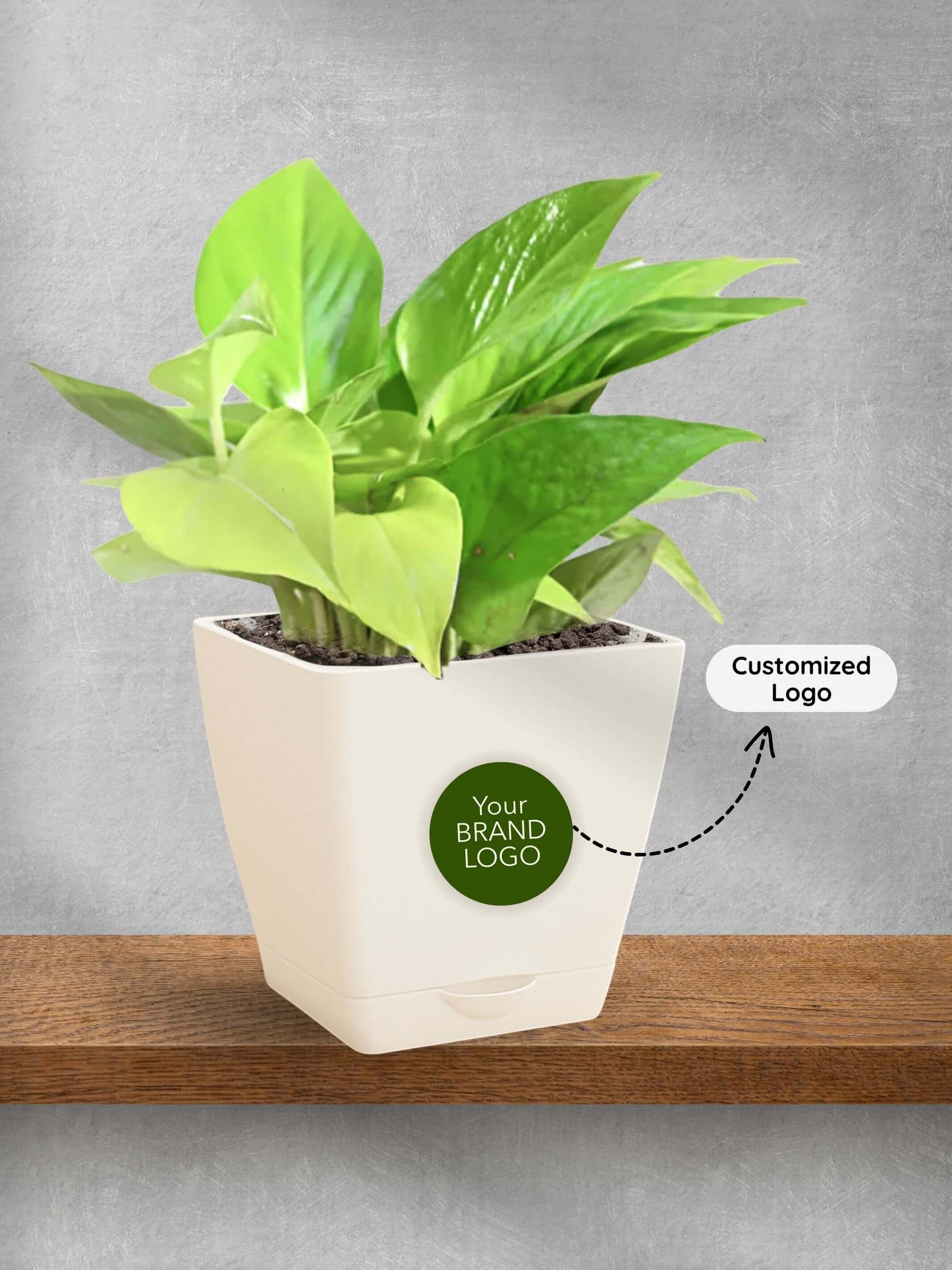Money-Plant-Corporate (Pack of 50)
