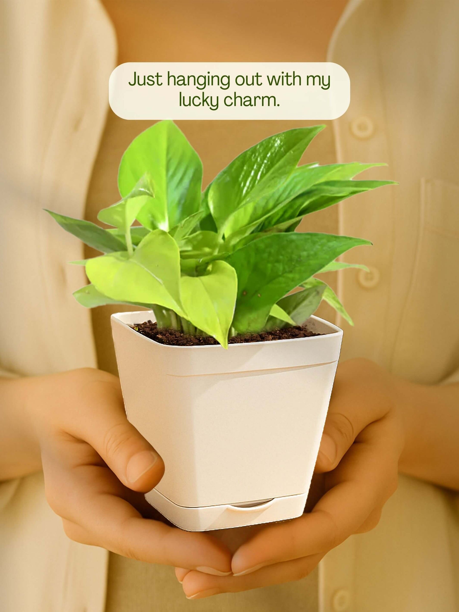 Money-Plant-Corporate (Pack of 50)