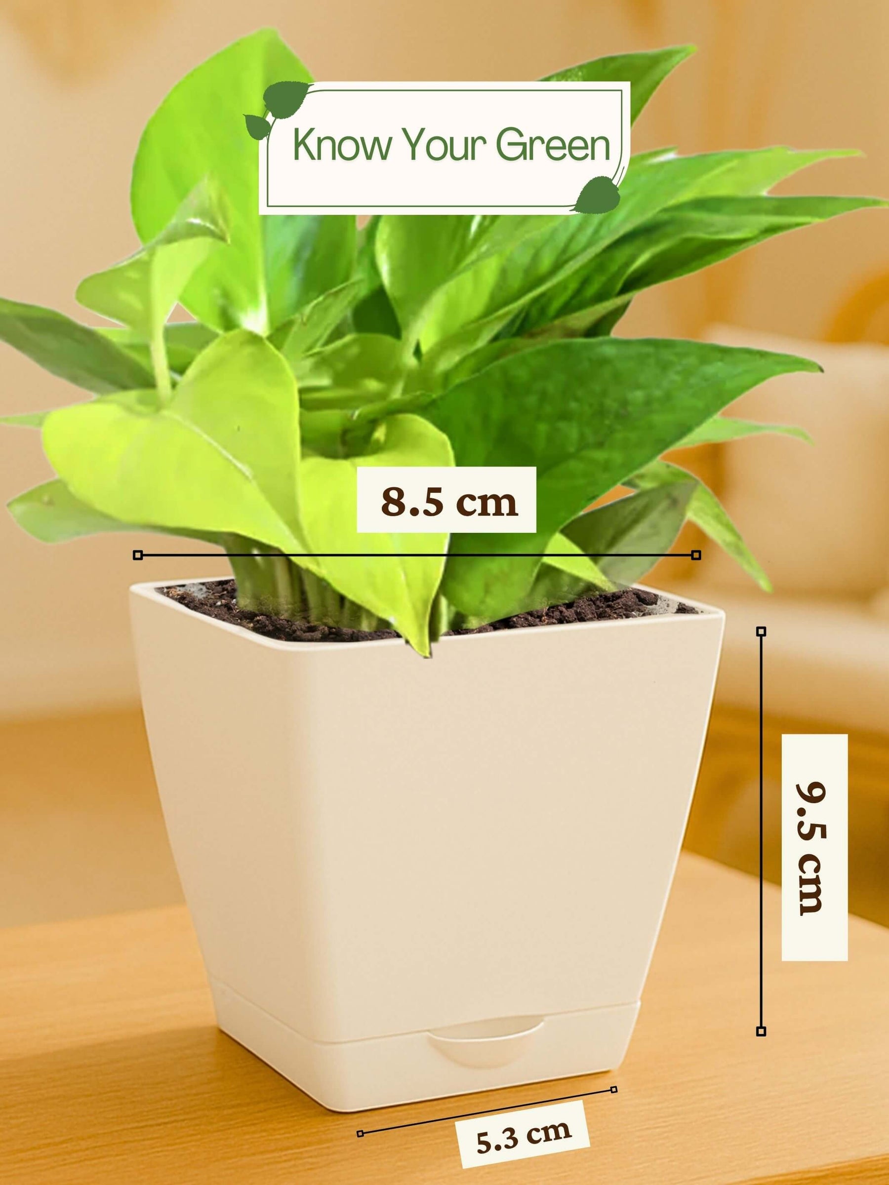 Money-Plant-Corporate (Pack of 50)