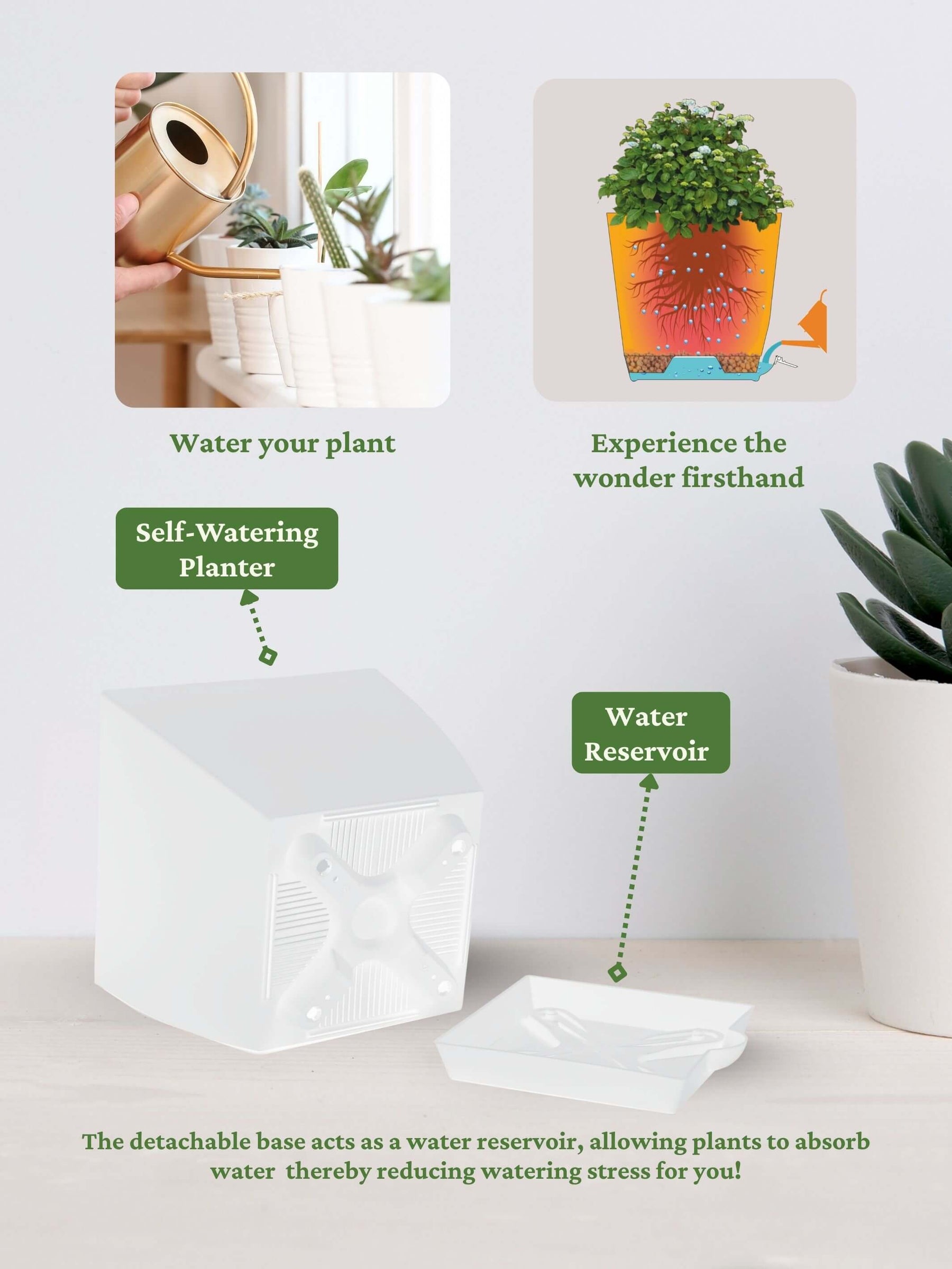 Money-Plant-Corporate (Pack of 50)