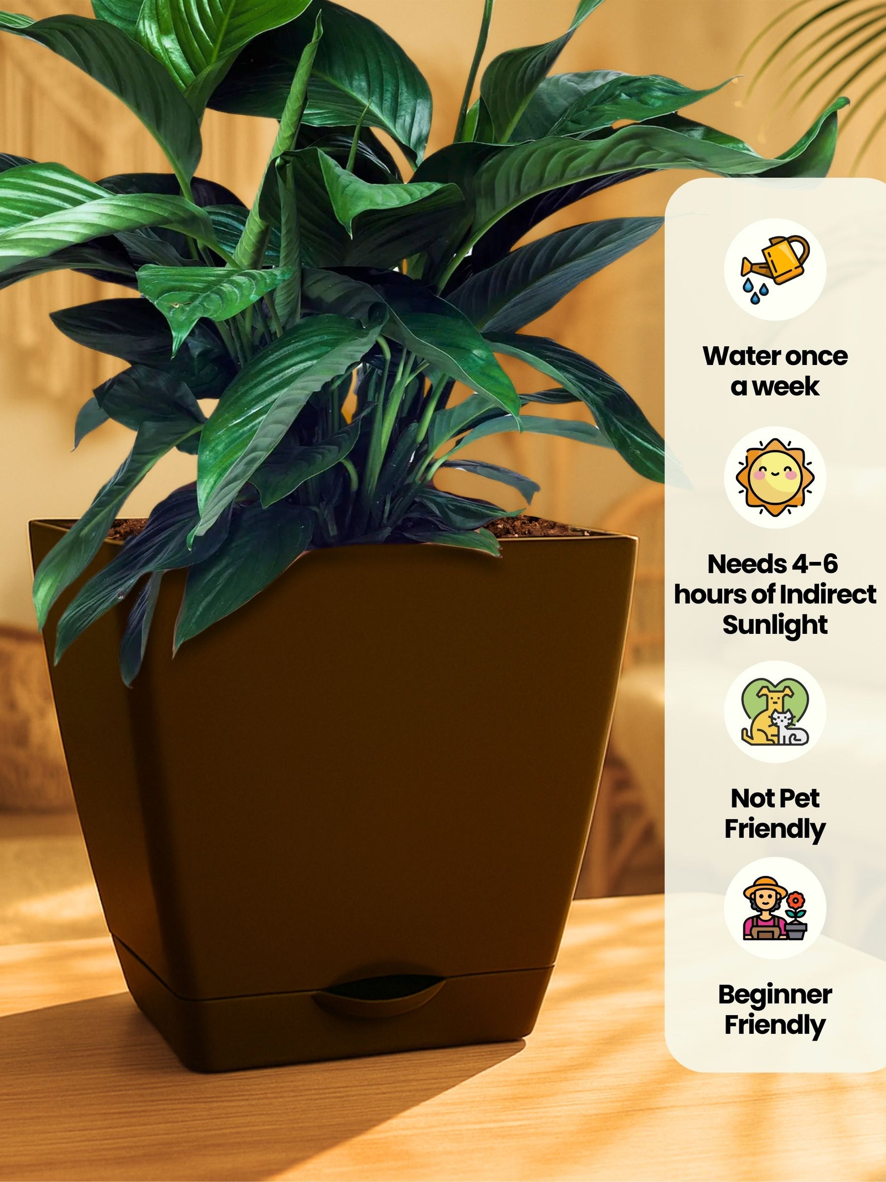 Peace Lily Plant with self-watering pot (brown)