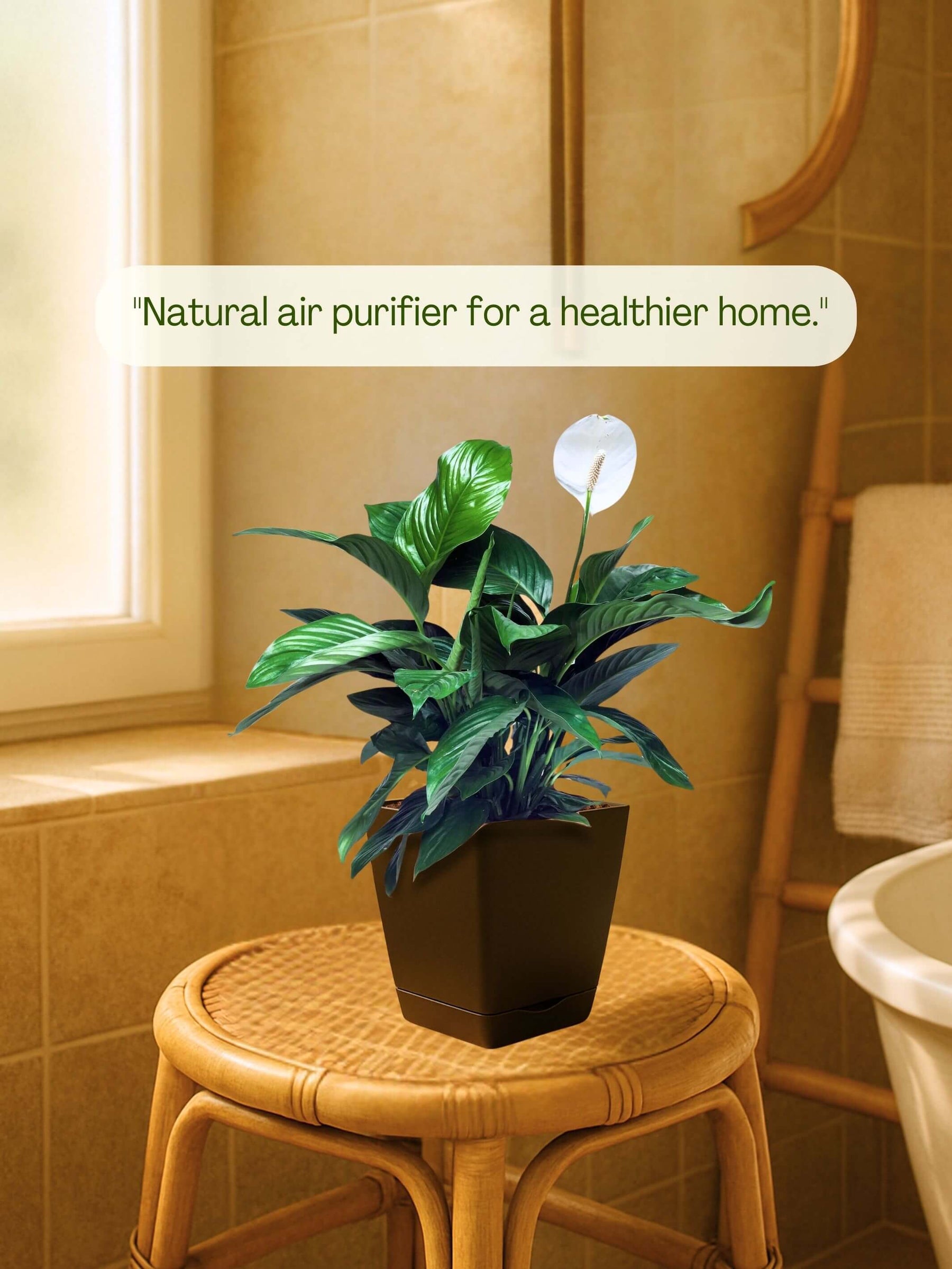 Peace Lily Plant with self-watering pot (brown)