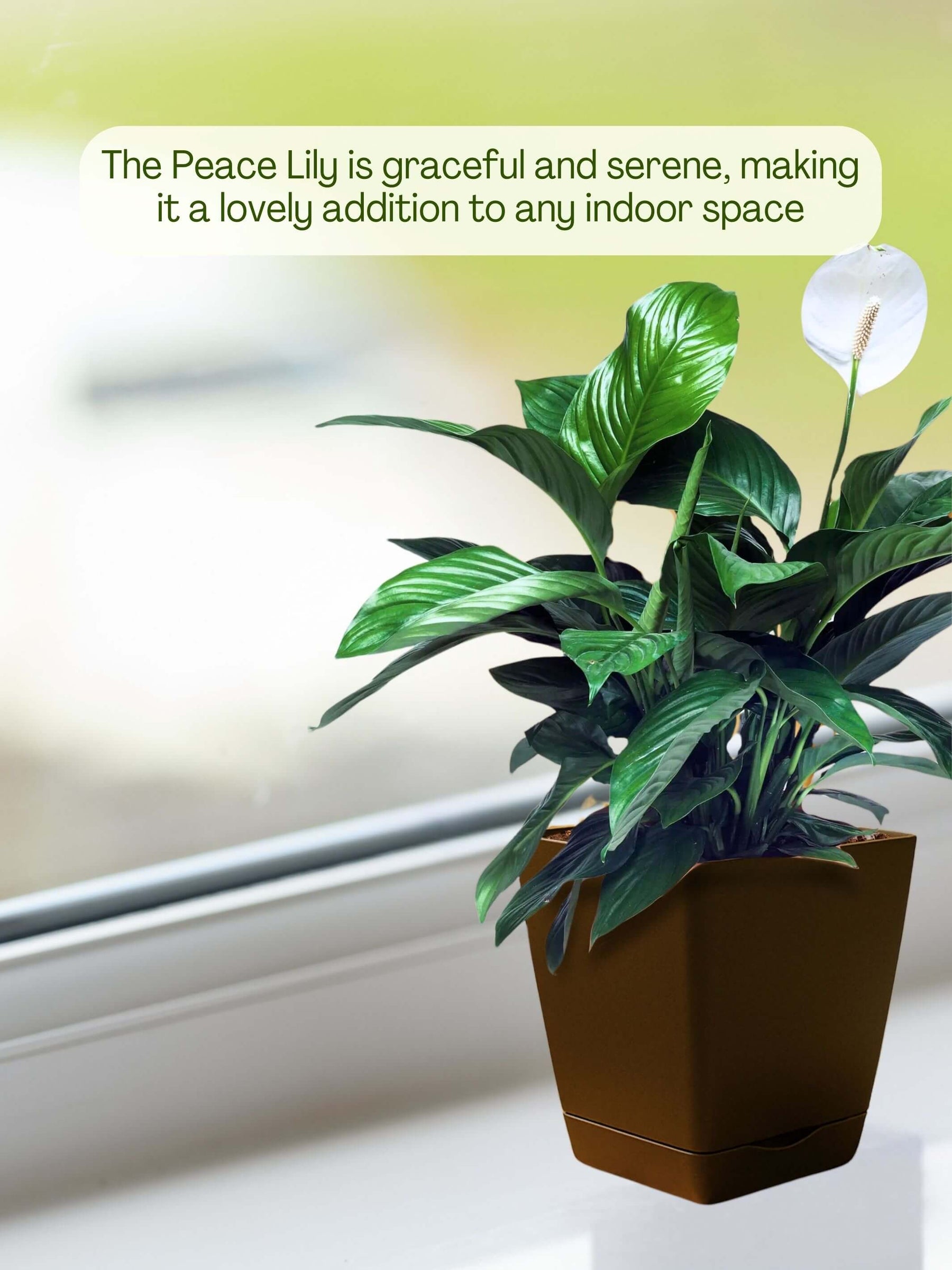 Peace Lily Plant with self-watering pot (brown)