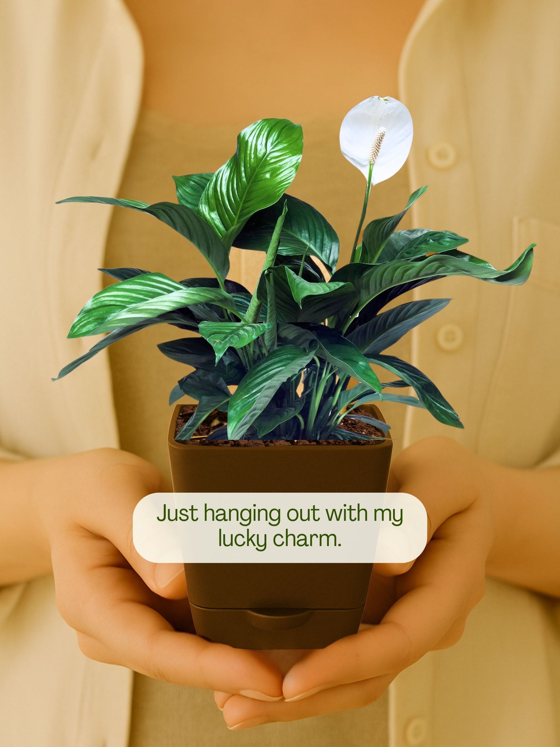 Peace Lily Plant with self-watering pot (brown)