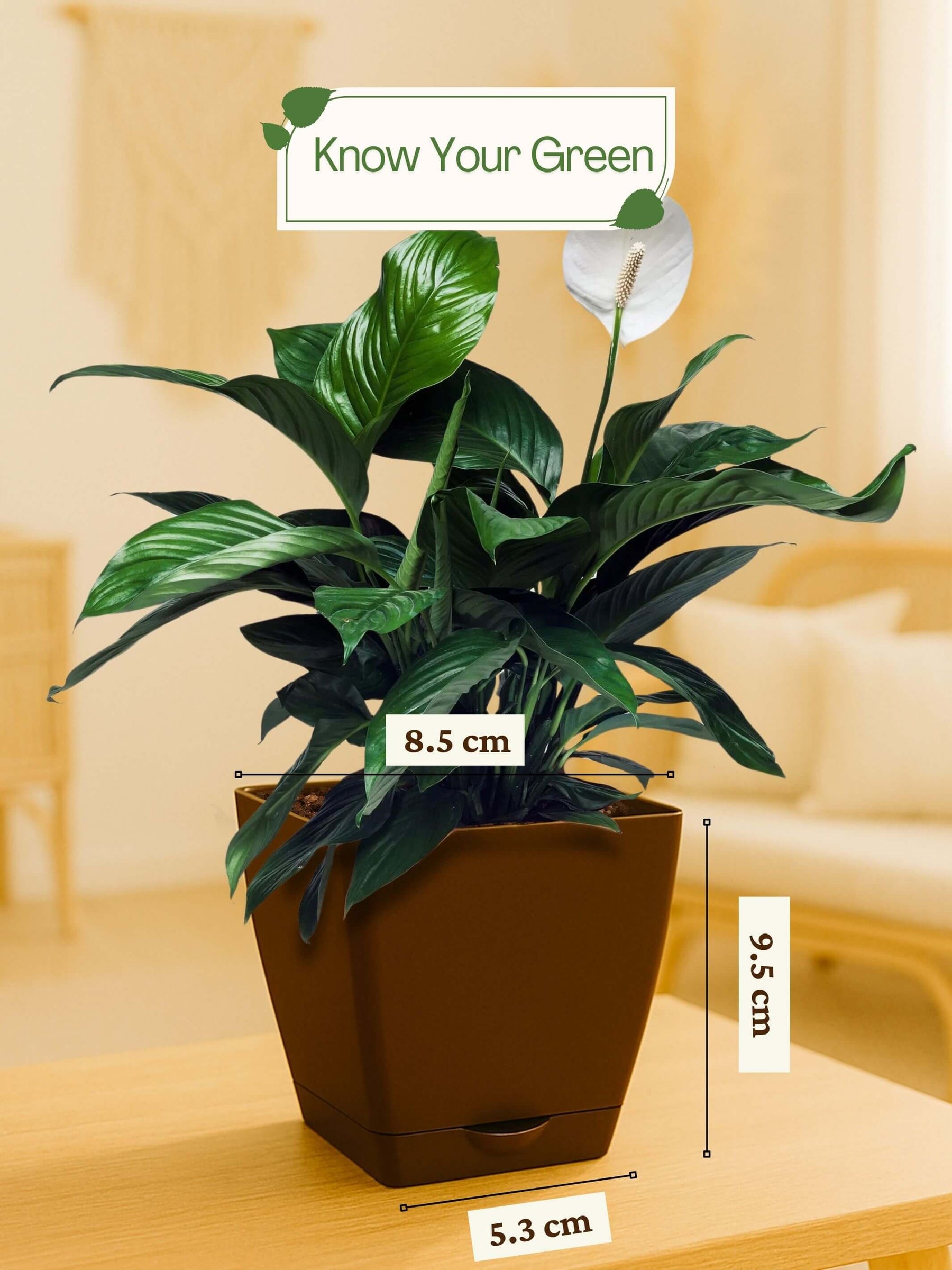 Peace Lily Plant with self-watering pot (brown)