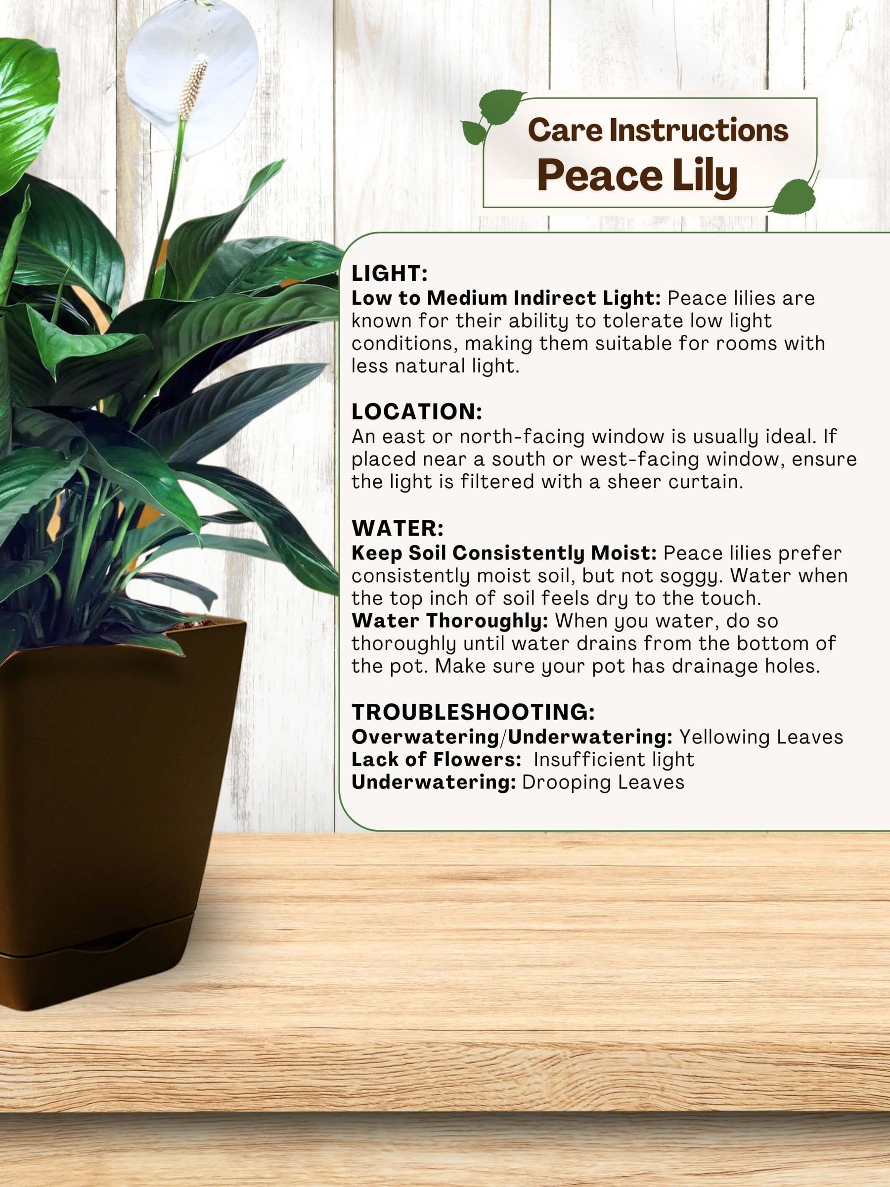 Peace Lily Plant with self-watering pot (brown)