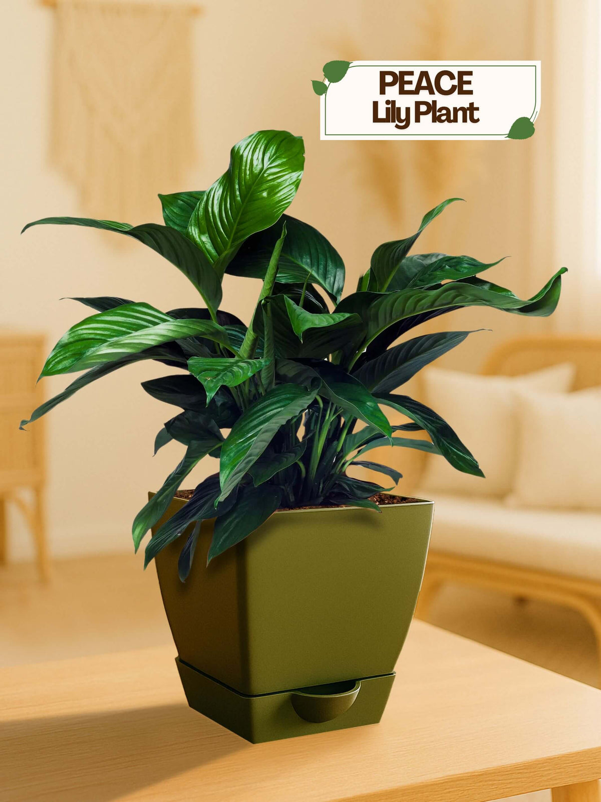 #color_Green Pot