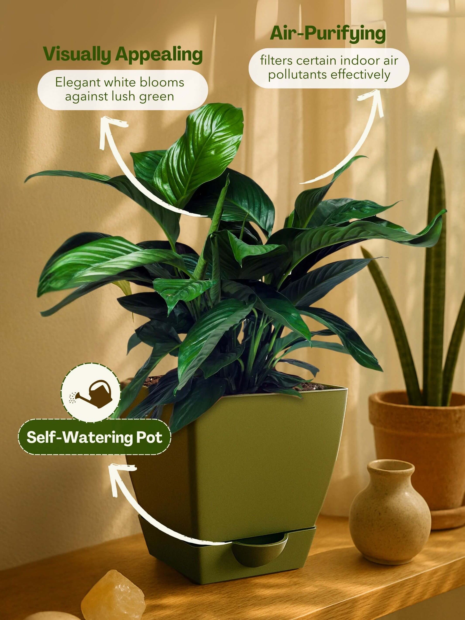 Peace Lily Plant with self-watering pot