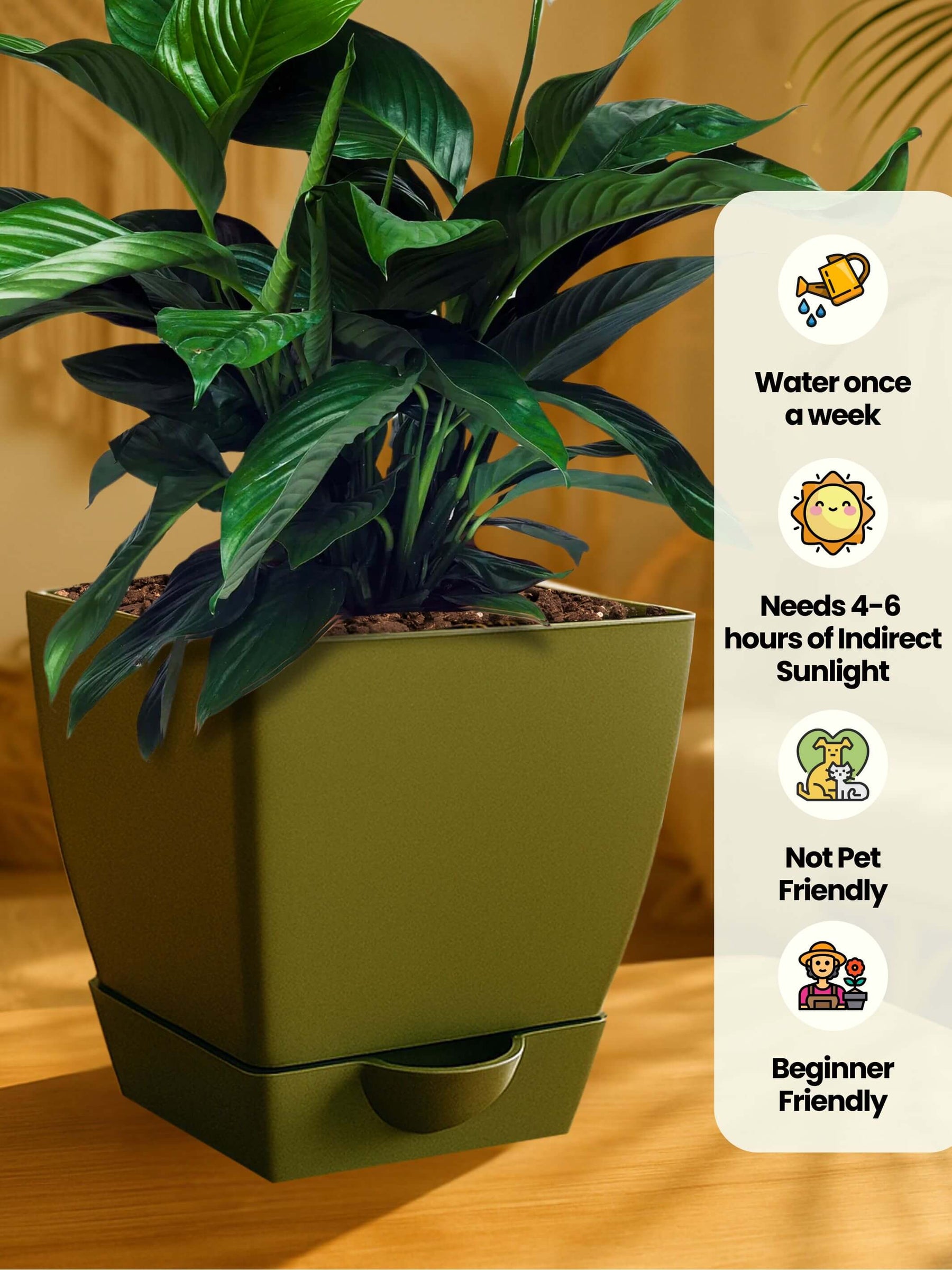 Peace Lily Plant with self-watering pot