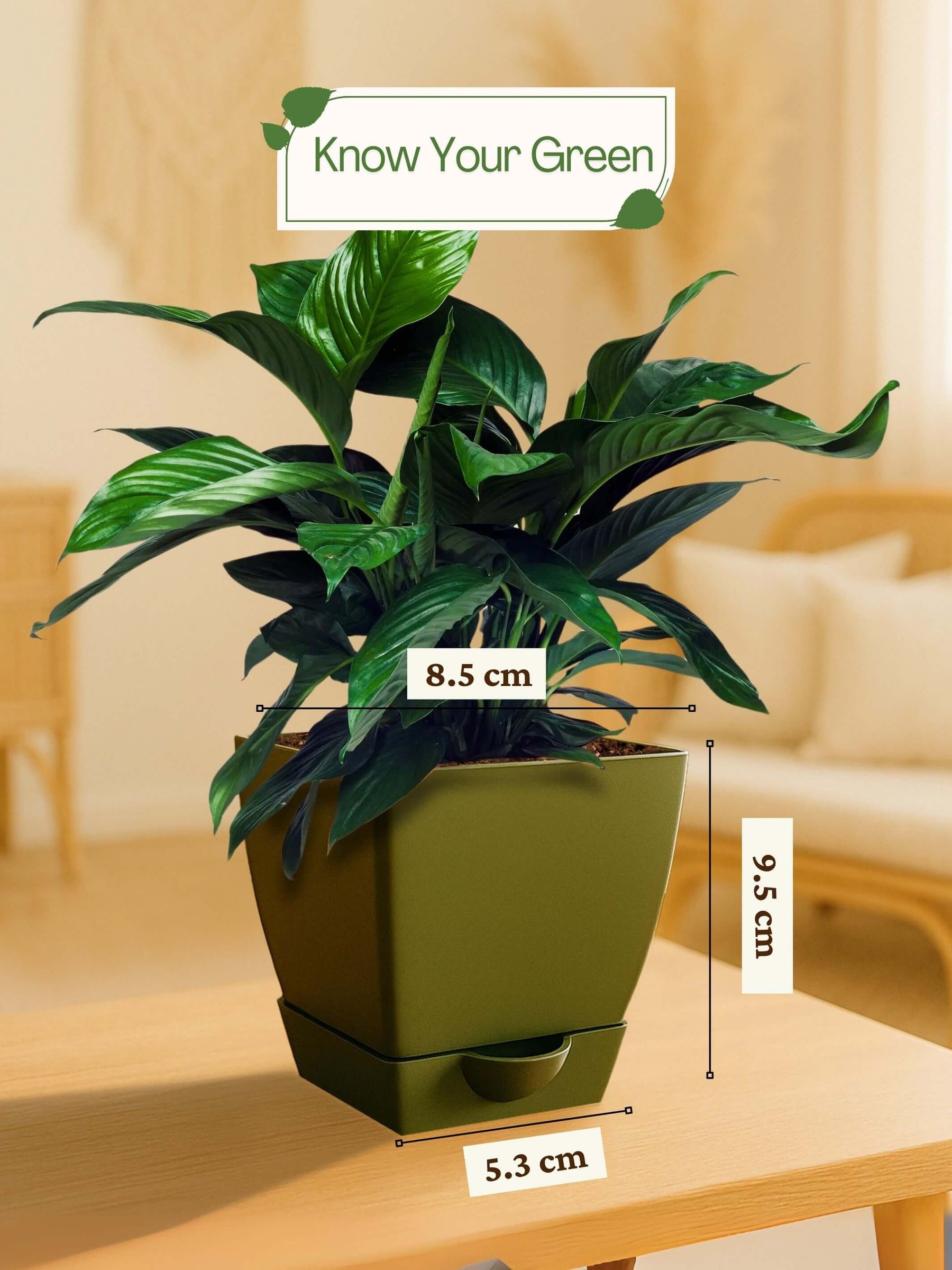 Peace Lily Plant with self-watering pot